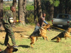 Trained-patrol-dogs-in-training