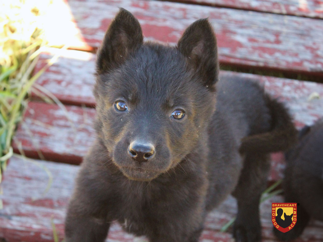 Braveheart-Dog-Puppy-Training-–-Socialisation---01