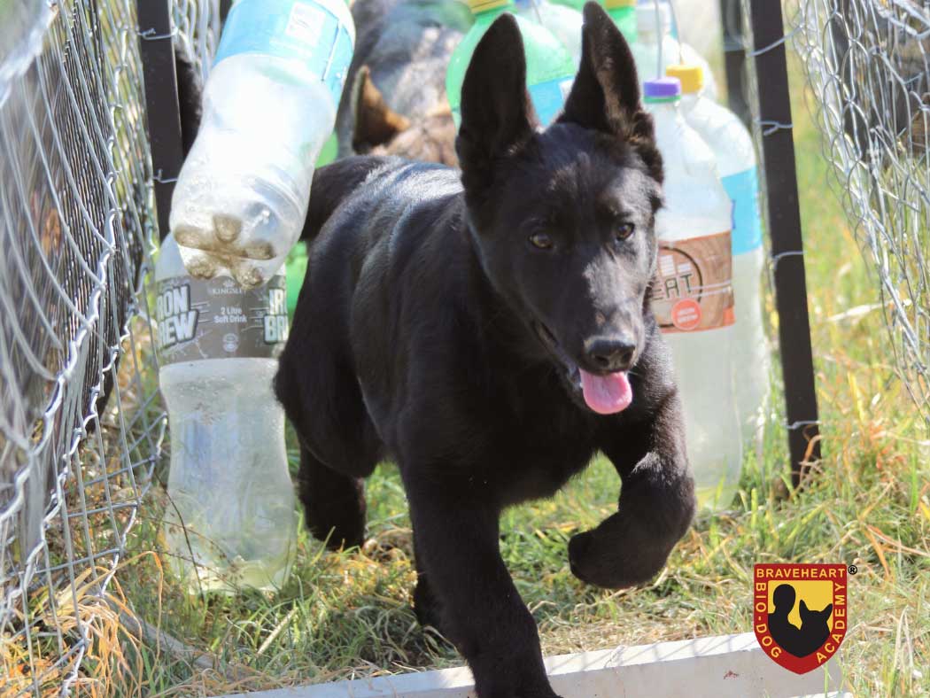 Dog-Puppy-Training-–-Socialisation---Puppie_Obstacle_Training