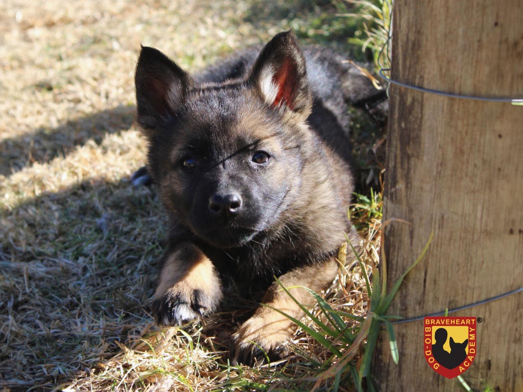 Dog-Puppy-Training-–-Socialization-Puppy-Training