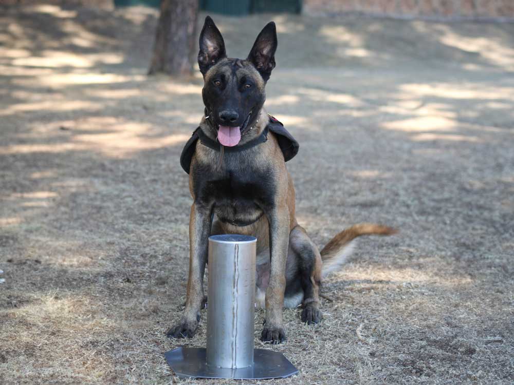 Unmatched Bomb Detection Dog Training for Safety