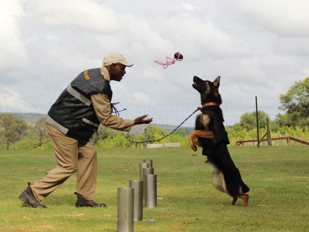 Explosives-–-Bomb-Detection-Dog-K9-(Canine)-Training-03