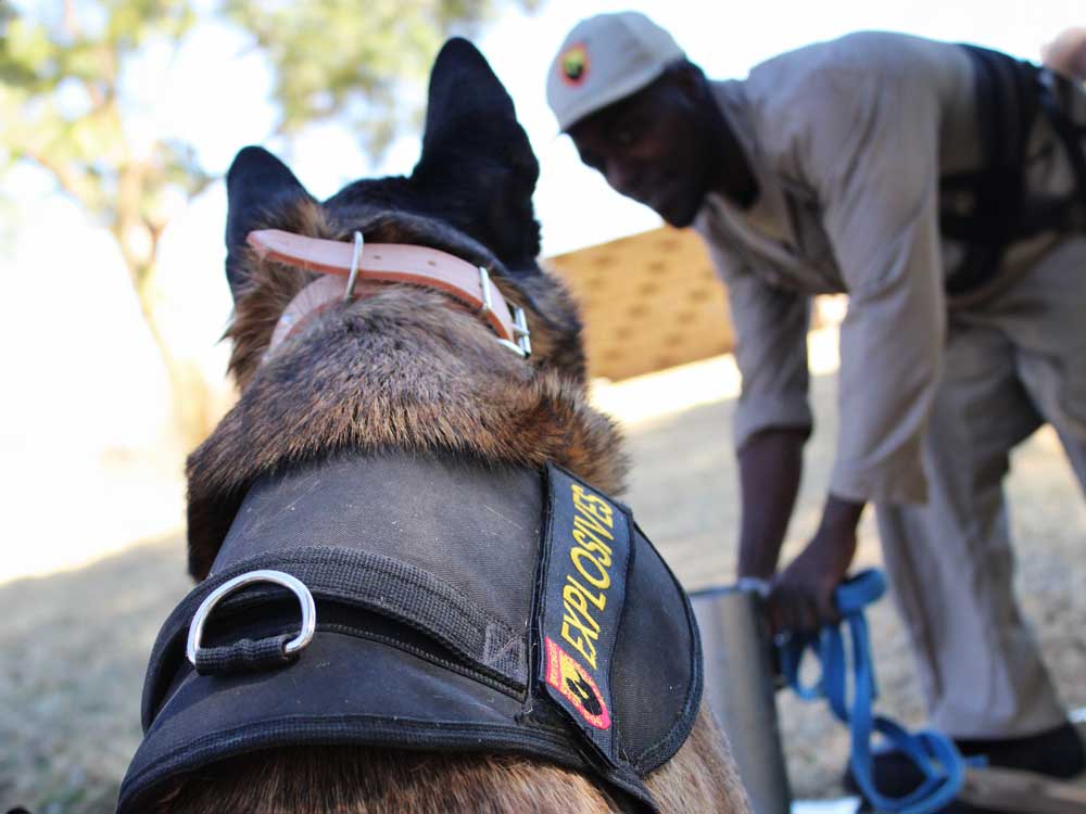 Explosives-–-Bomb-Detection-Dog-K9-(Canine)-Training-05