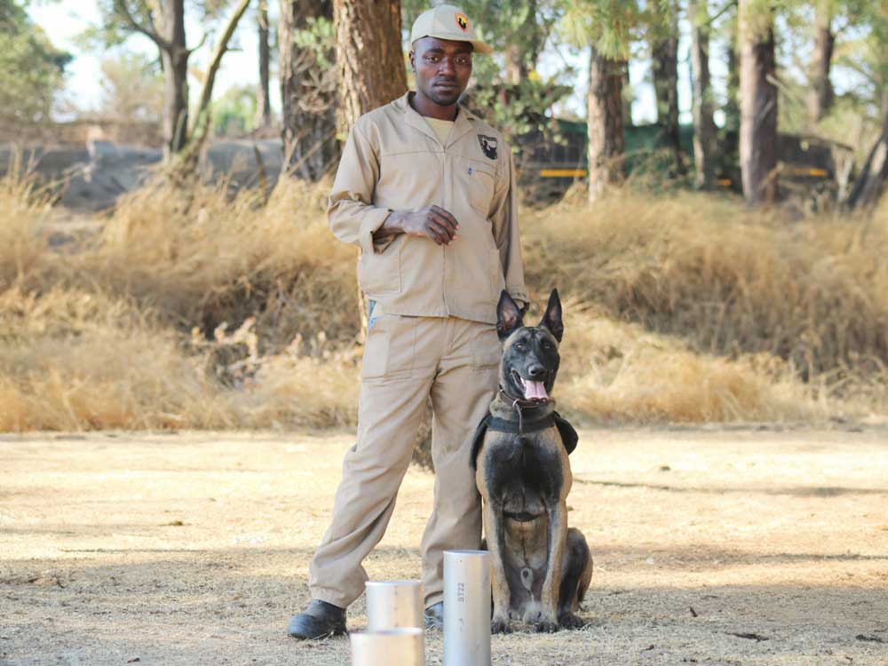 Global Impact Of Narcotics Detection Dogs On Drug Seizures
