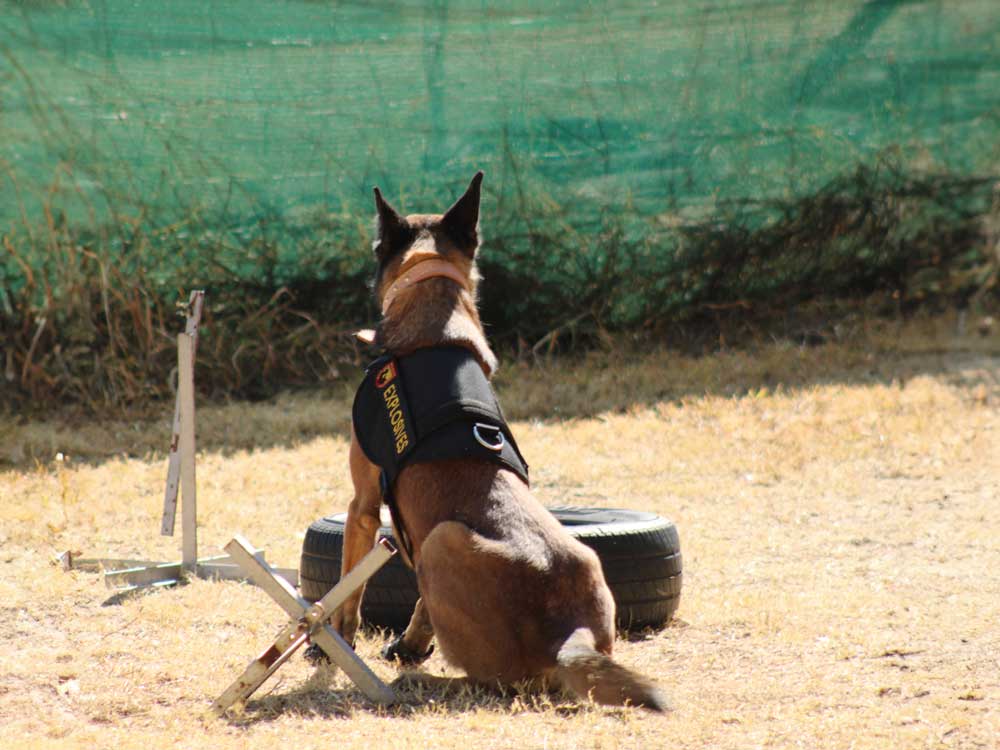 Explosives-–-Bomb-Detection-Dog-K9-(Canine)-Training-07