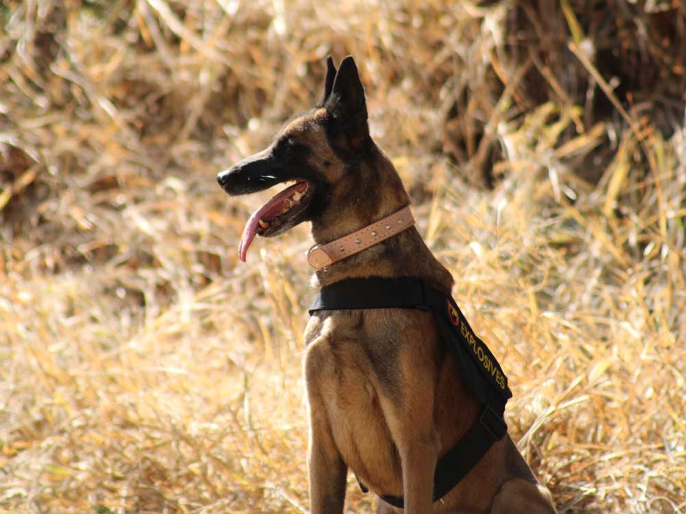 Explosives-–-Bomb-Detection-Dog-K9-(Canine)-Training
