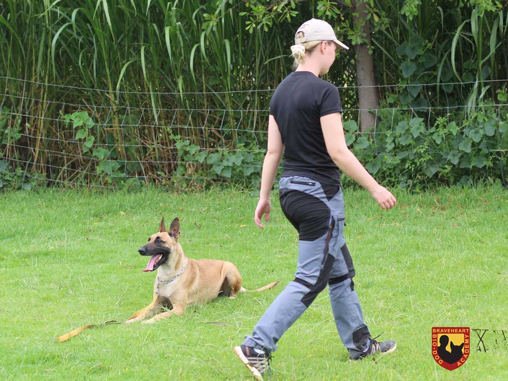 Handler-Training-International-02