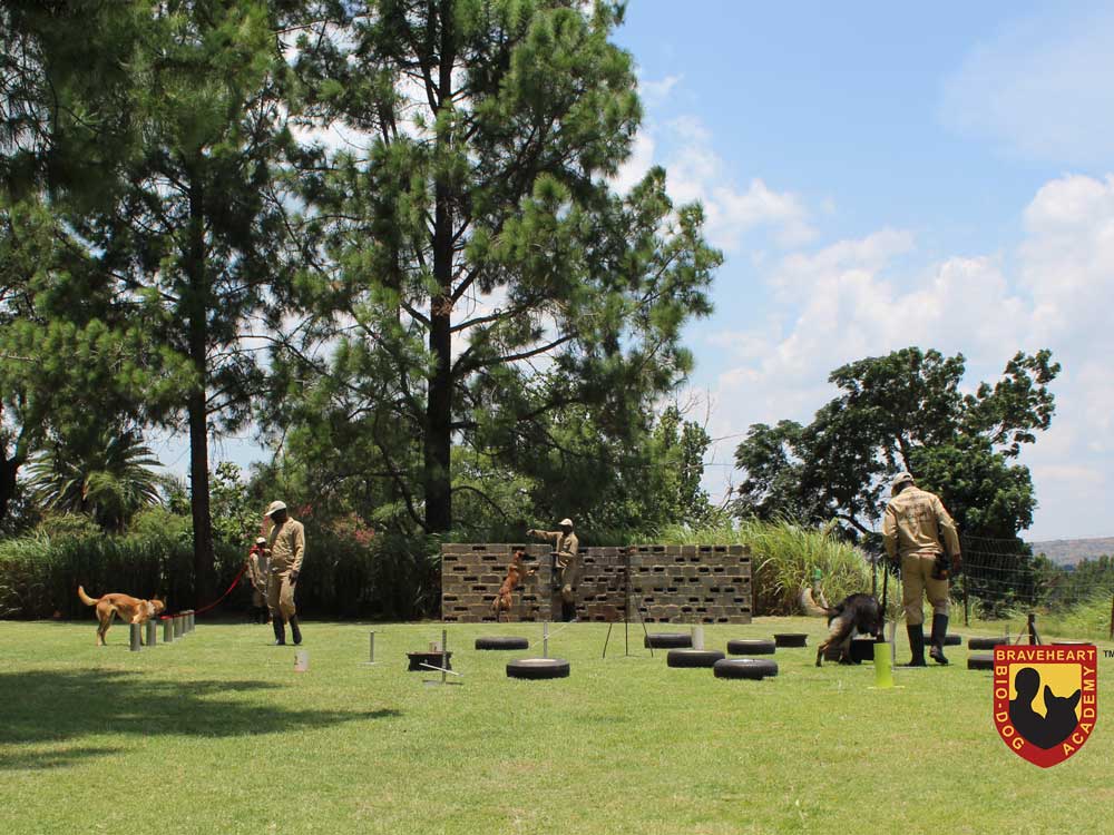 Handler-Training-International-03