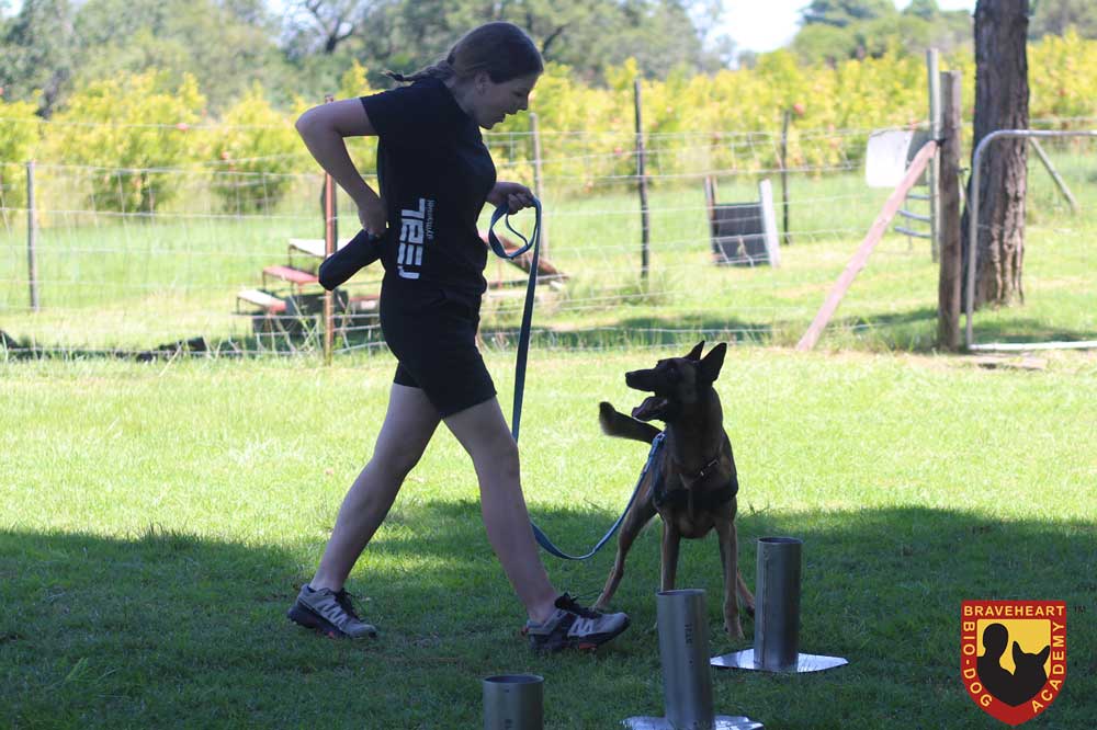 Handler-Training-International-Swede_Studente_Exp