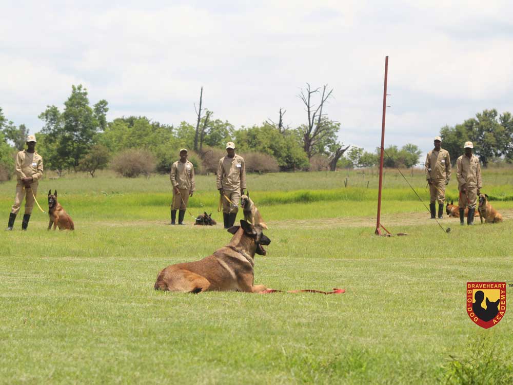 Handler-Training-International