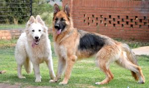 Relaxed Dogs at Braveheart