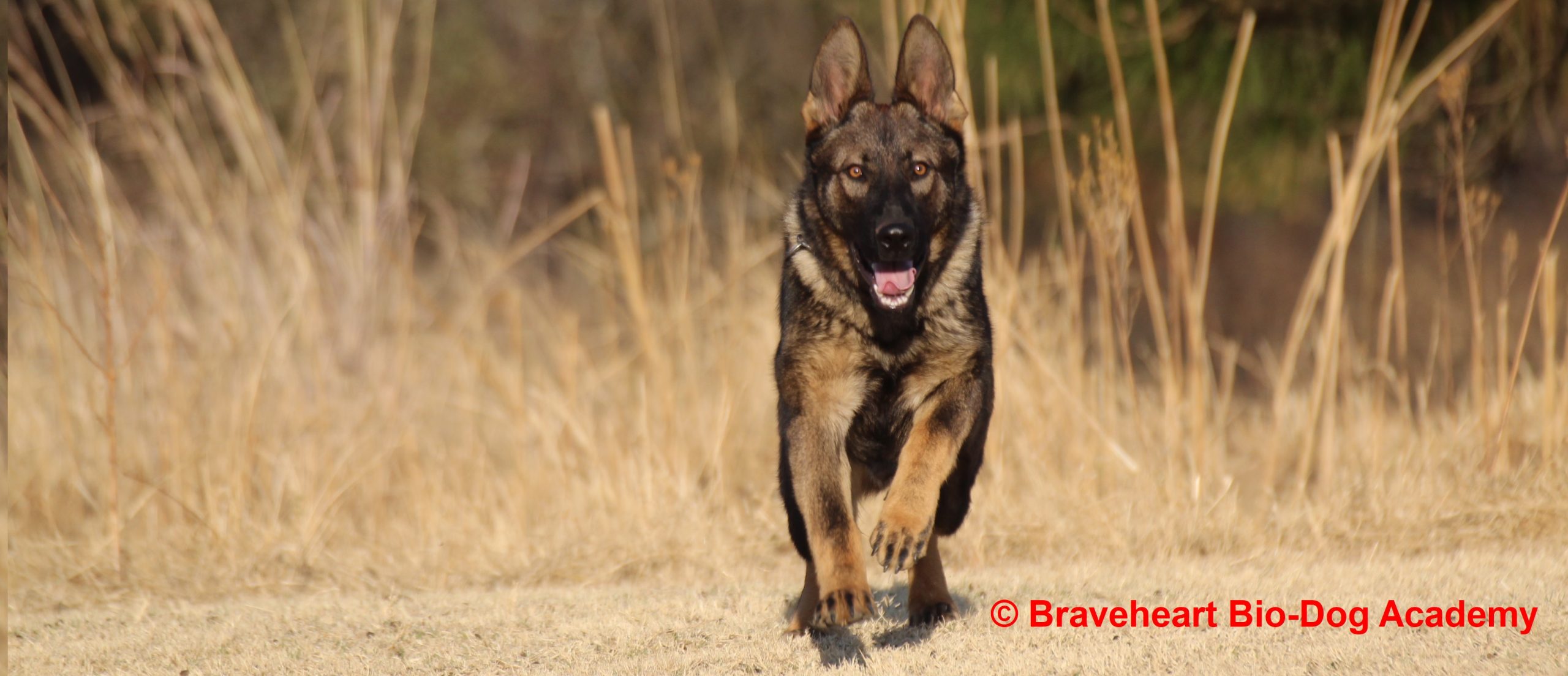 Private Training — Canine Academy