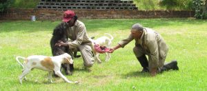 Kennelling at Braveheart Bio-Dog Academy
