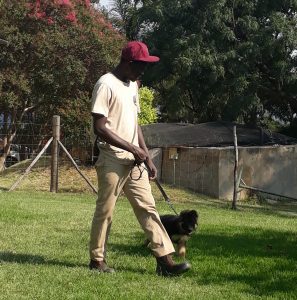 Happy dogs at Braveheart Kennel
