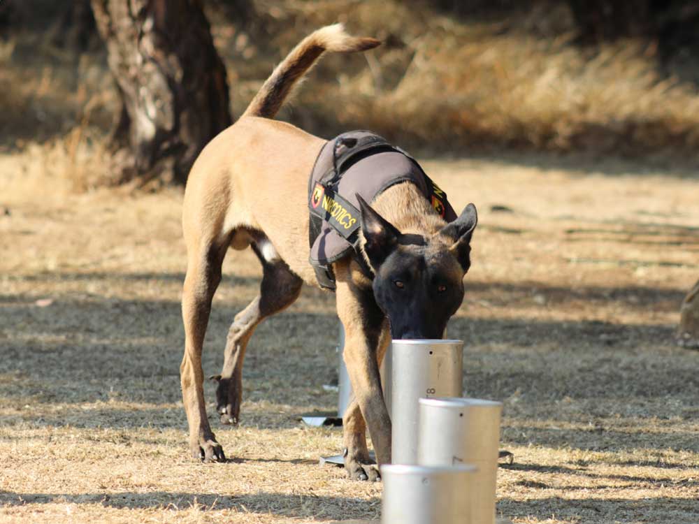 Narcotics-–-Drugs-Detection-Dog-K9-(Canine)-training-02