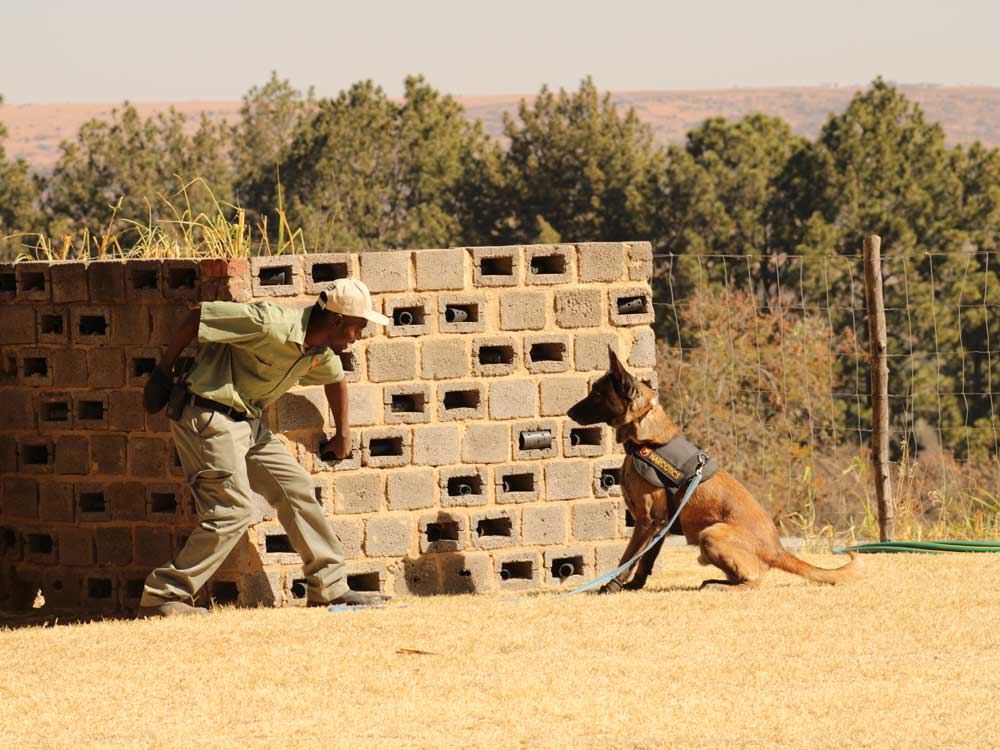 Narcotics-–-Drugs-Detection-Dog-K9-(Canine)-training-03