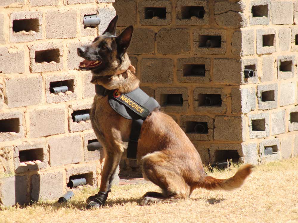Narcotics-–-Drugs-Detection-Dog-K9-(Canine)-training-04