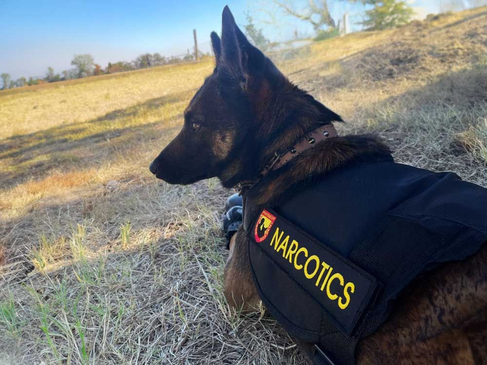 Narcotics-–-Drugs-Detection-Dog-K9-(Canine)-training