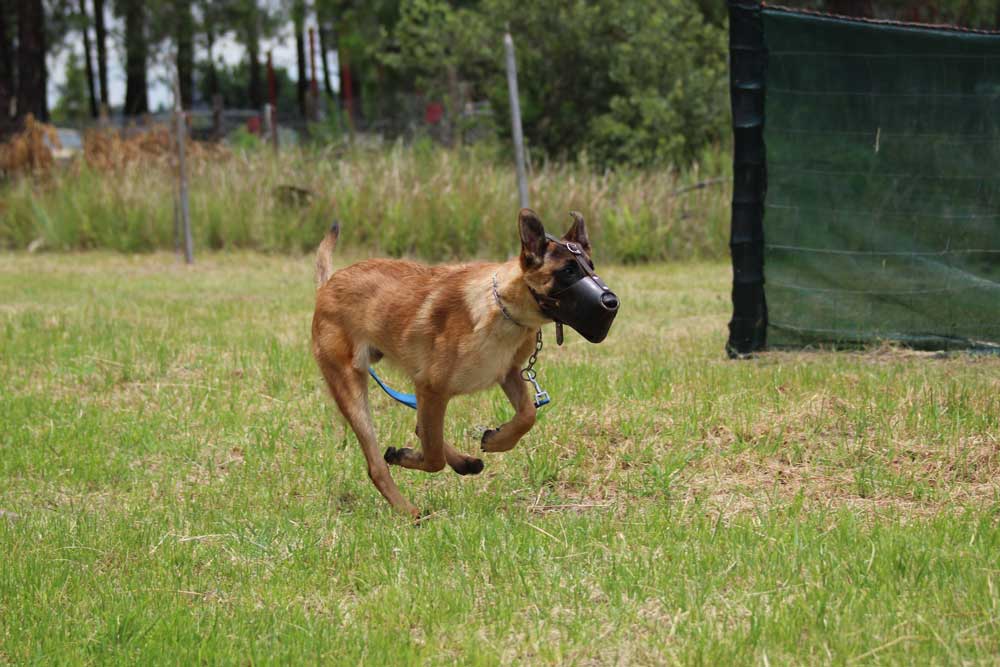 Personal-Protection-Dog-K9--Security-Dog-K9-Training-01