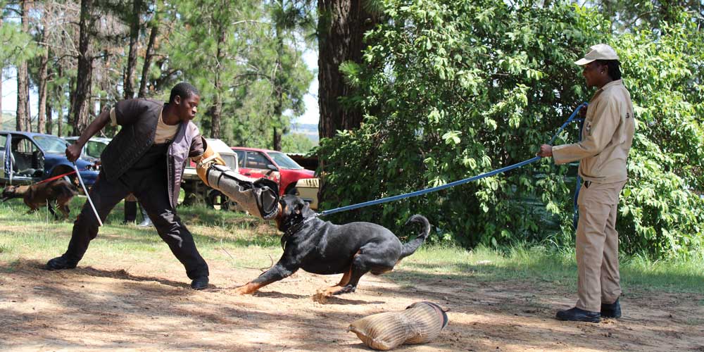 patrol dog integration in modern security