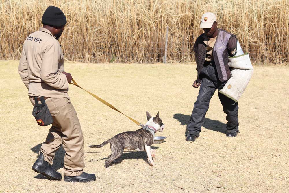 patrol dog training methods