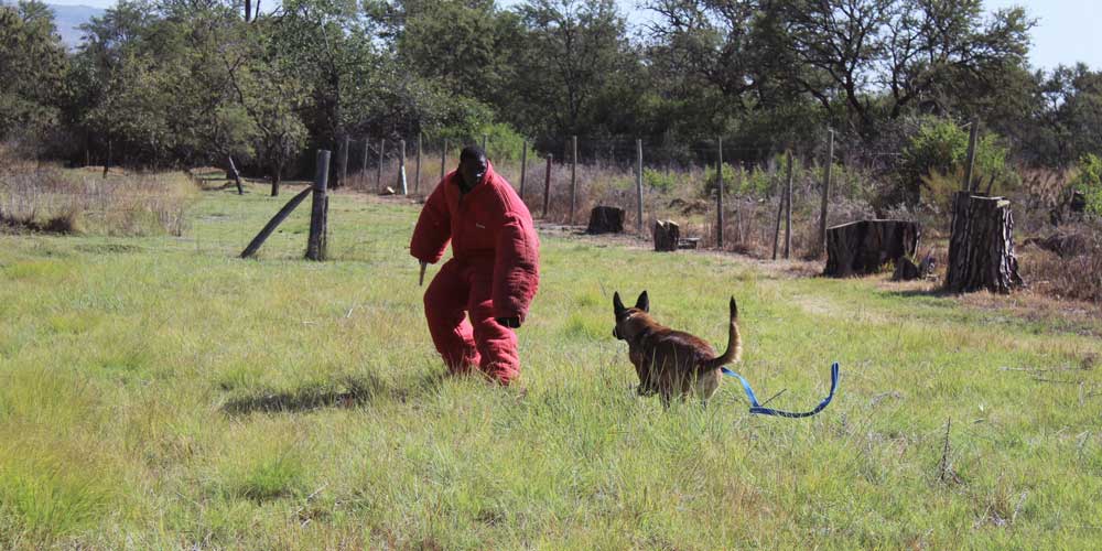 Personal-Protection-Dog-K9--Security-Dog-K9-Training-05