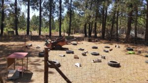 Dog Training Environment