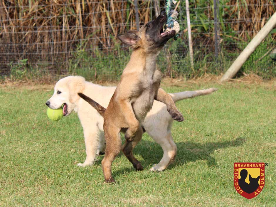 Puppy-Training-Socialization-