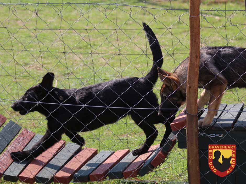 Puppy-Training-Socialization-02