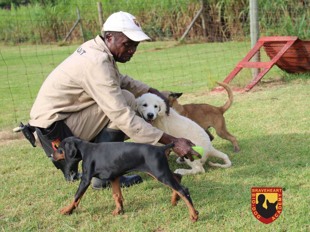 Puppy-Training-Socialization-032