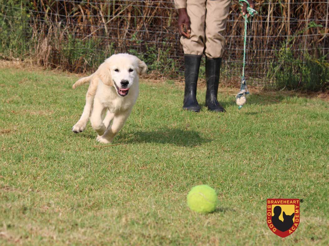 Puppy-Training-Socialization-04