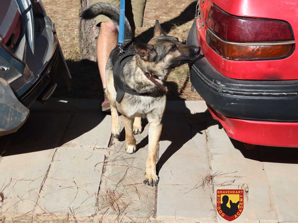 Research-on-Narcotics-(Drugs)-Detection-Dog-Training