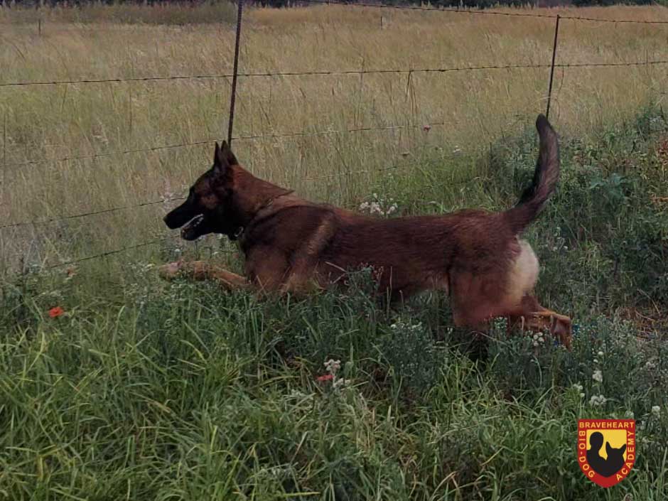 Tracker-Dog---Anti-Poaching-Dog-K9-(Canine)-