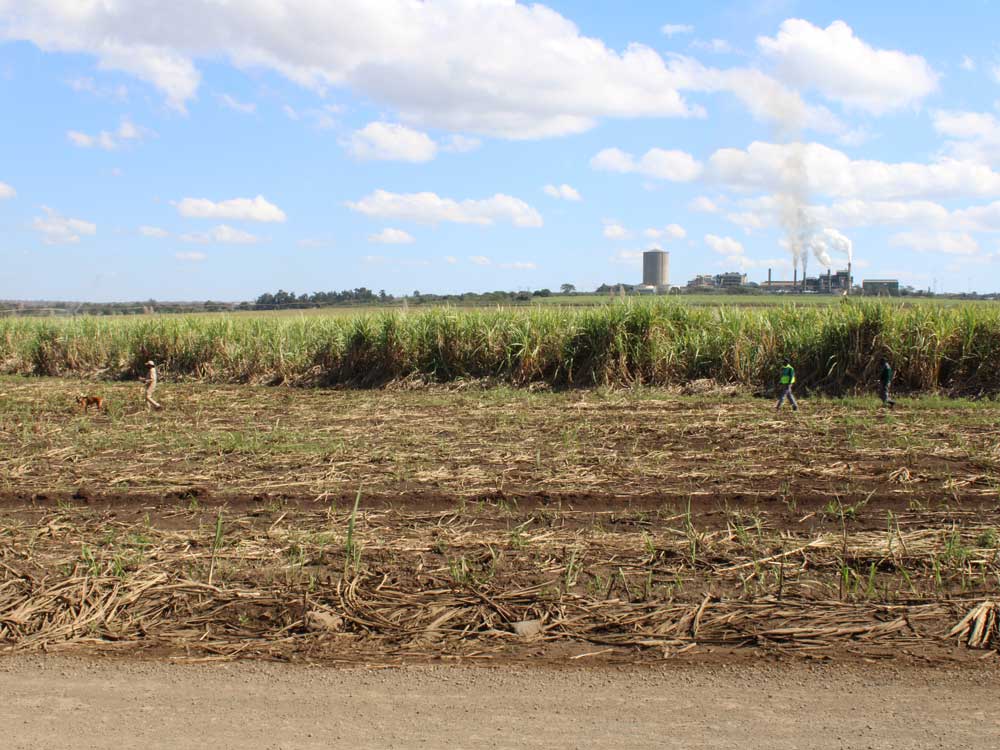 Tracker-Dog---Anti-Poaching-Dog-K9-(Canine)-02