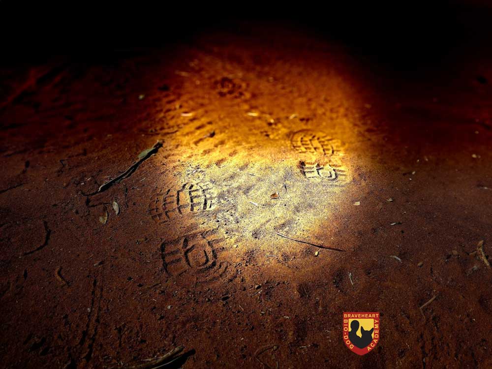 Tracker-Dog---Anti-Poaching-Dog-K9-(Canine)-03