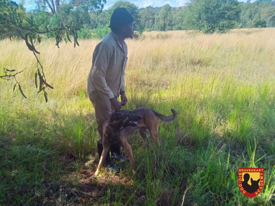 Tracker-Dog---Anti-Poaching-Dog-K9-(Canine)-04