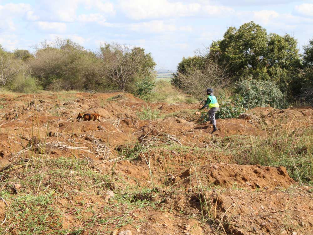 Tracker-Dog---Anti-Poaching-Dog-K9-(Canine)-05