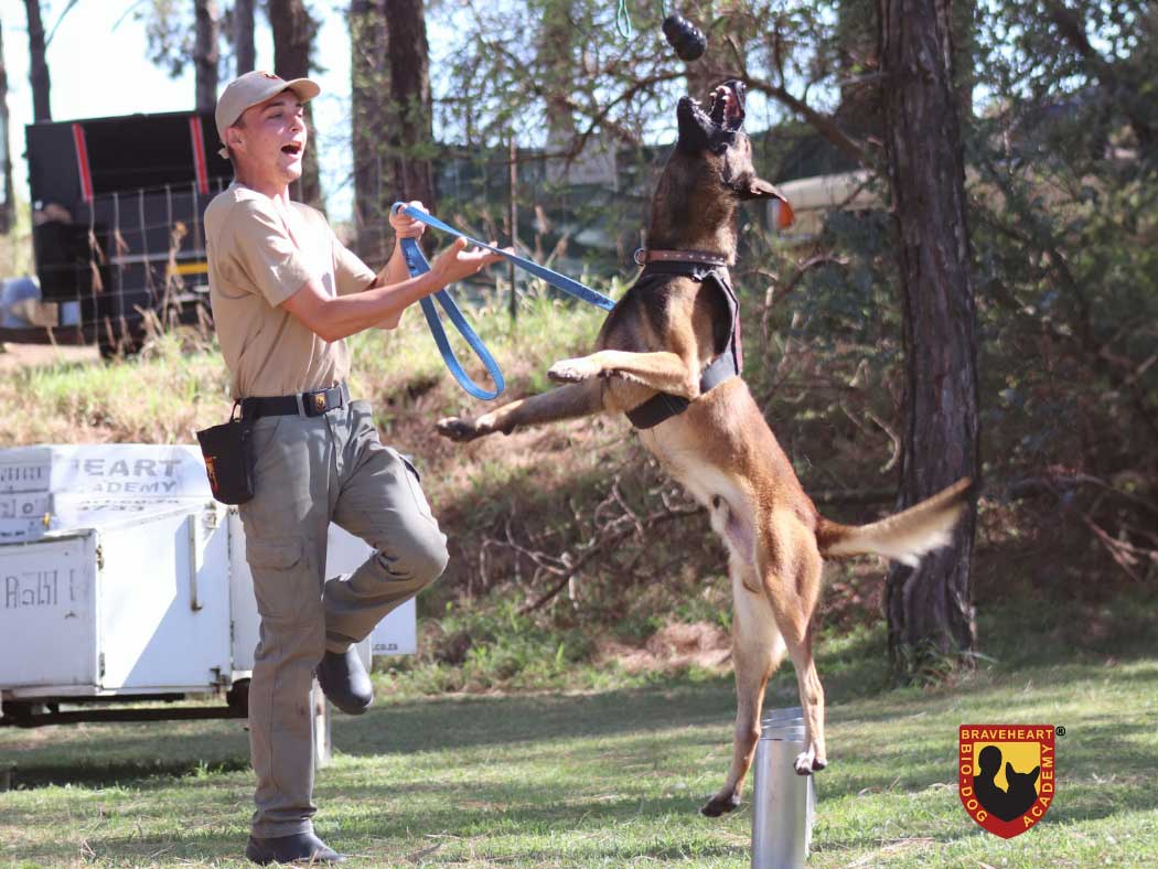 Tracker-Dog---Anti-Poaching-Dog-K9-(Canine)